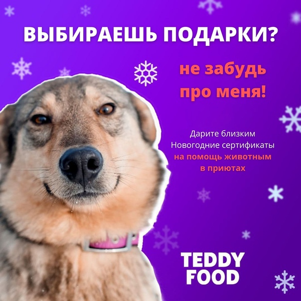 Teddy food: кормите питомца из приюта онлайн и получайте баллы