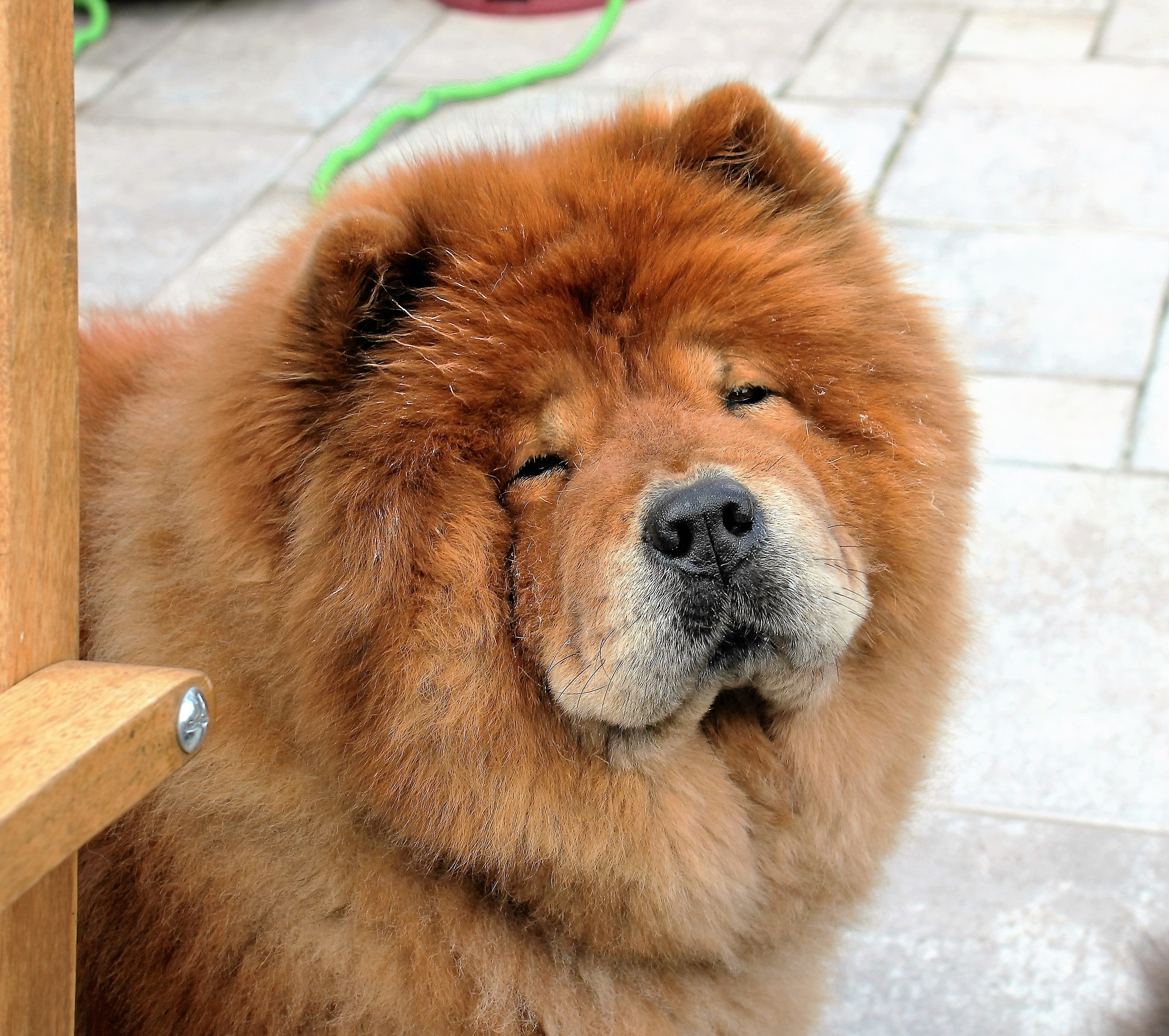 Порода рыжая пушистая собака порода фото