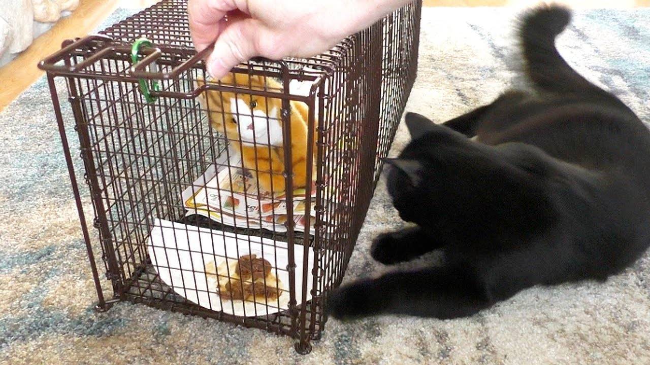 Как поймать убежавшую домашнюю кошку