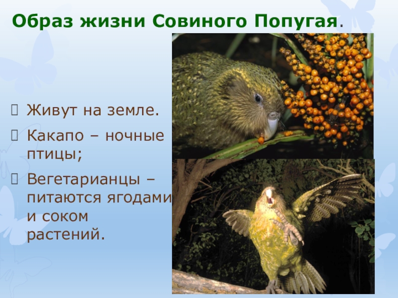 Какапо: интересные факты о самом крупном нелетающем совином попугае