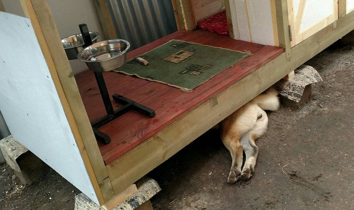 Почему собака не спит в будке, как её приучить к этому