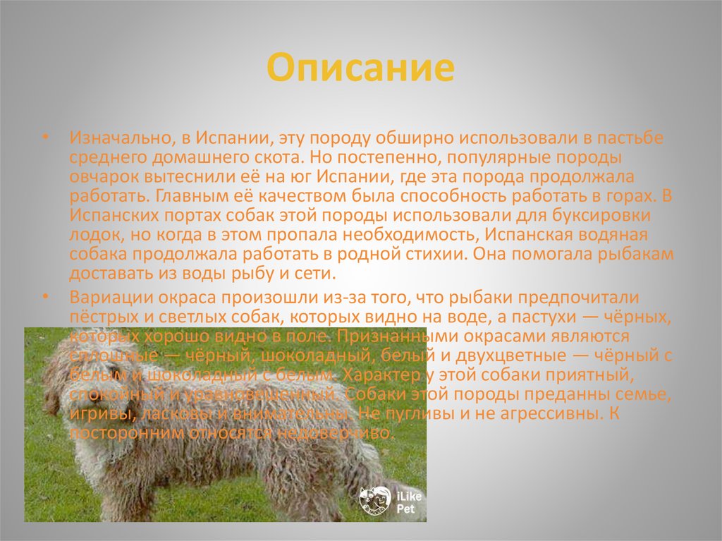 Собака описание