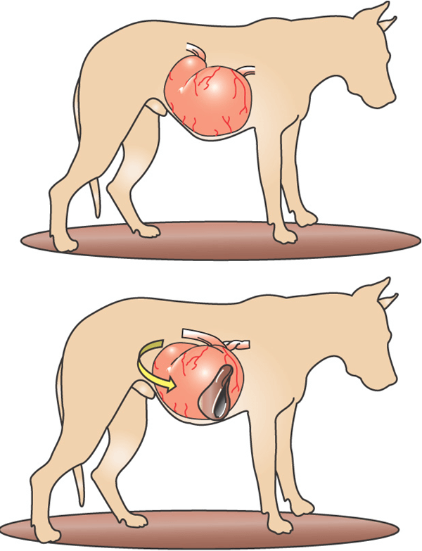 Заворот кишок у собак - симптомы и методы лечения