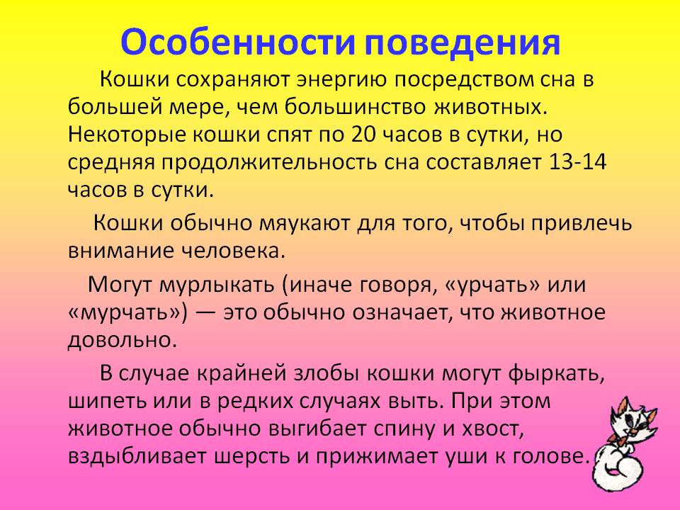 Что нам хочет сказать кот? основные особенности поведения кошек. фото — ботаничка