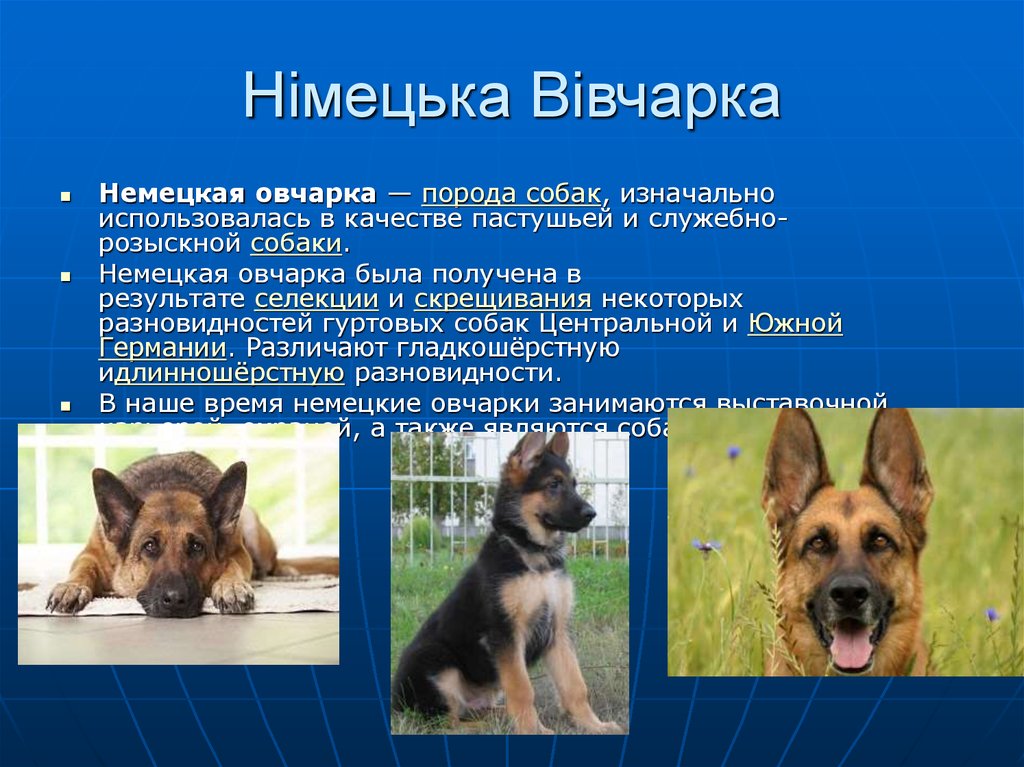 Все окрасы немецких овчарок: допустимые и брак (фото с описаниями)