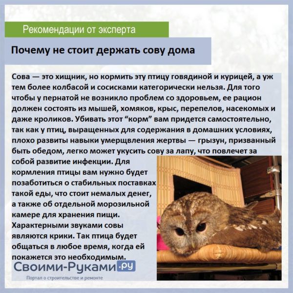 Правила содержания совы в домашних условиях
