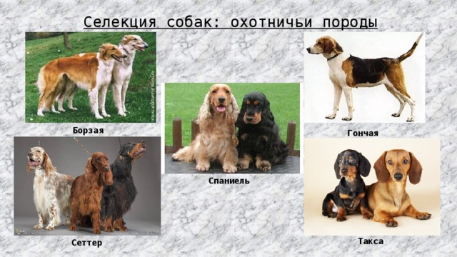 Все русские охотничьи породы собак фото — сайт эксперта по животным — howmeow