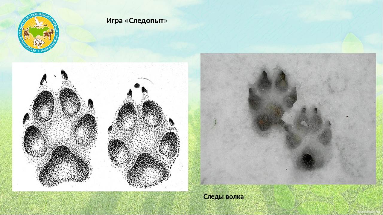 Следы волка и собаки: сравнение на снегу