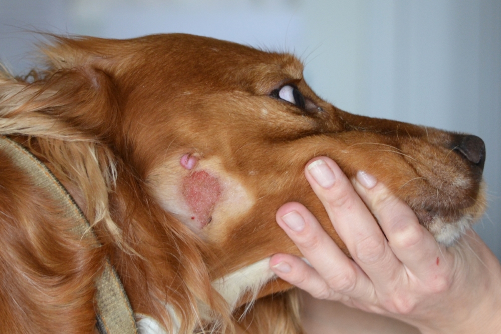 Мокрая экзема у собак: симптомы и лечение