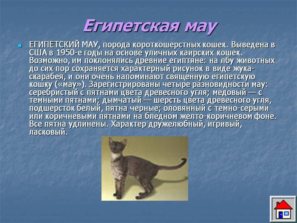 Нибелунг - фото и описание породы кошек (характер, уход и кормление)