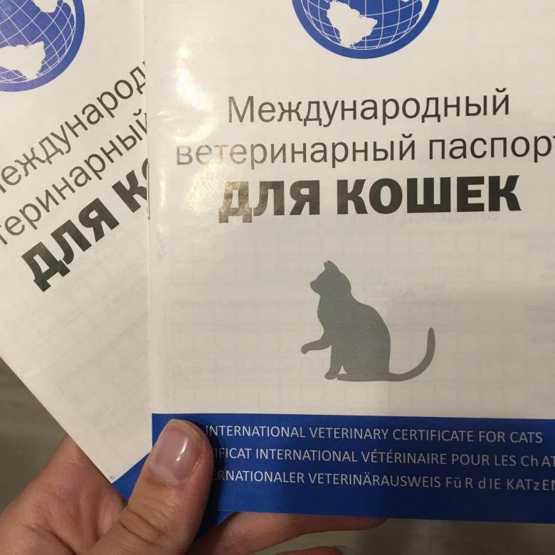 Ветеринарный паспорт для кошки