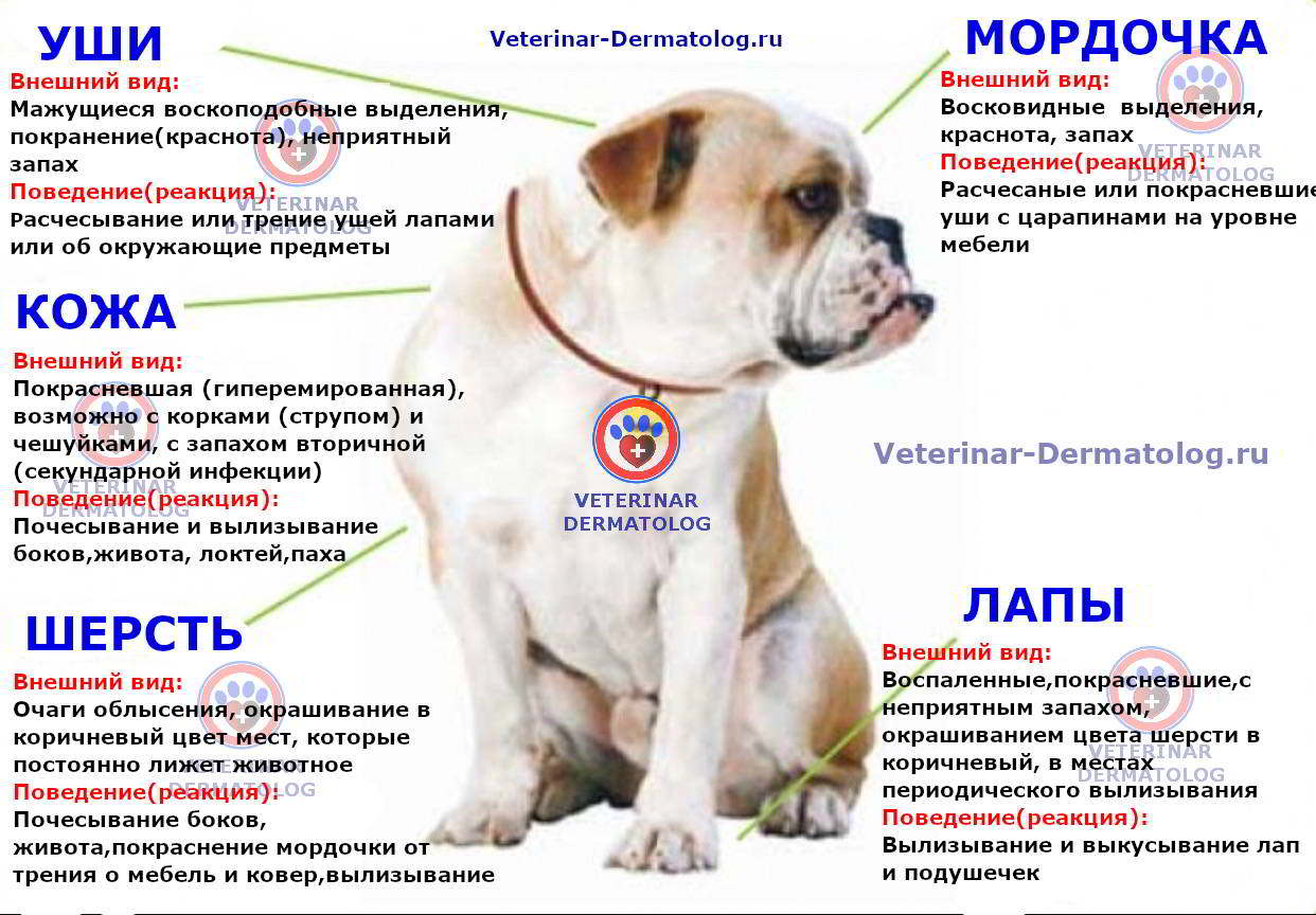 Паразитарные болезни собак