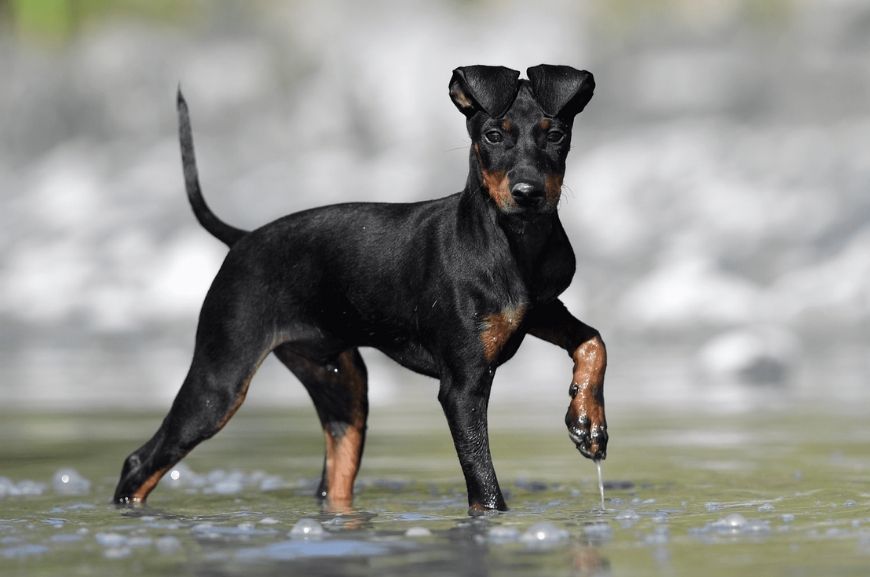 Порода собак манчестер-терьер и ее характеристики с фото