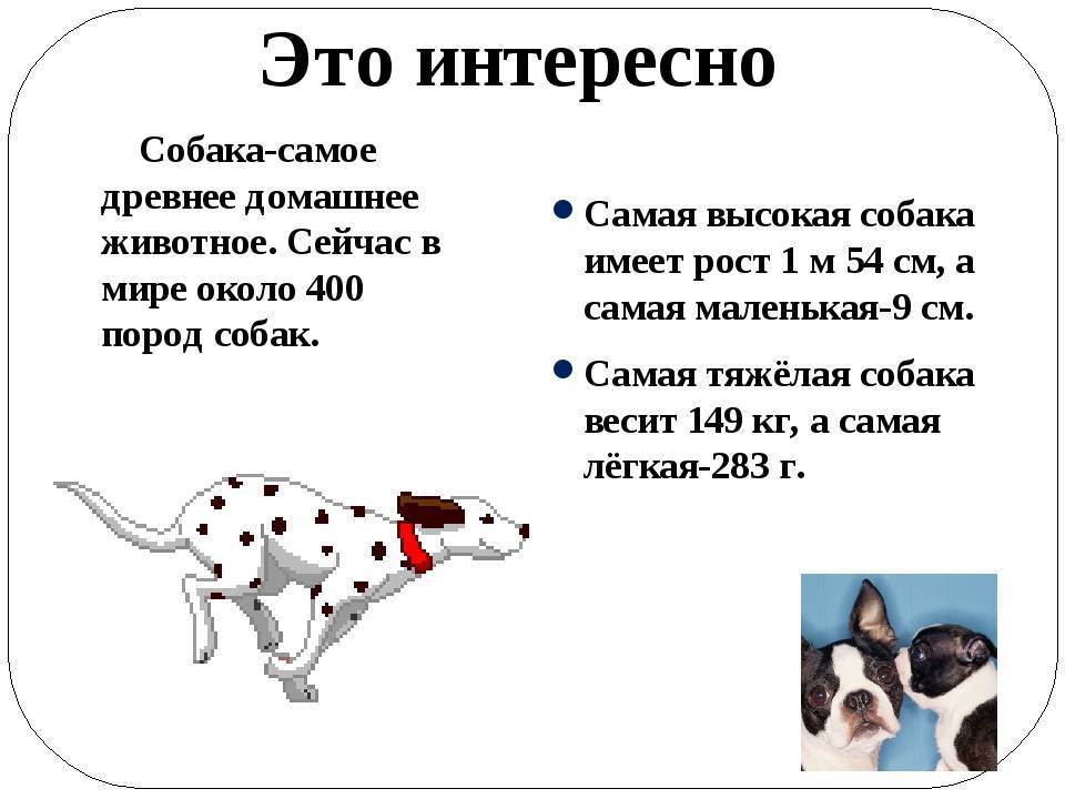 50 фактов о собаках, которых вы не знали | интернет журнал смуф
