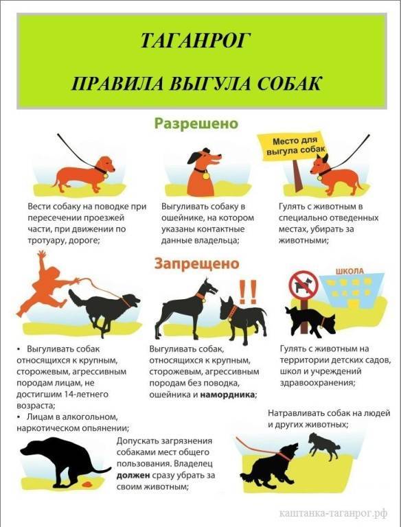 Через сколько дней после прививки можно купать щенка: существуют ли исключения