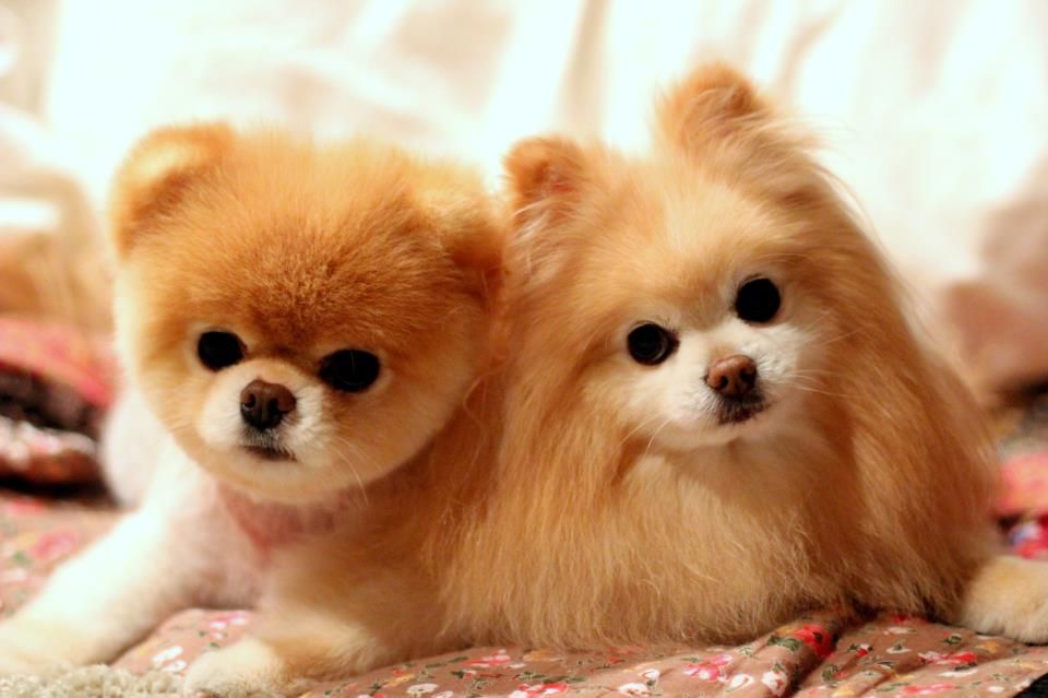 Самые милые породы собак: топ самых милых собак с фото — pet-mir.ru