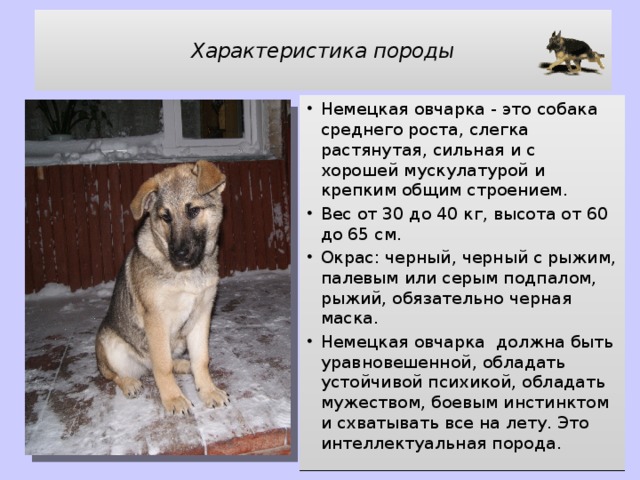 Алабай: характеристика породы