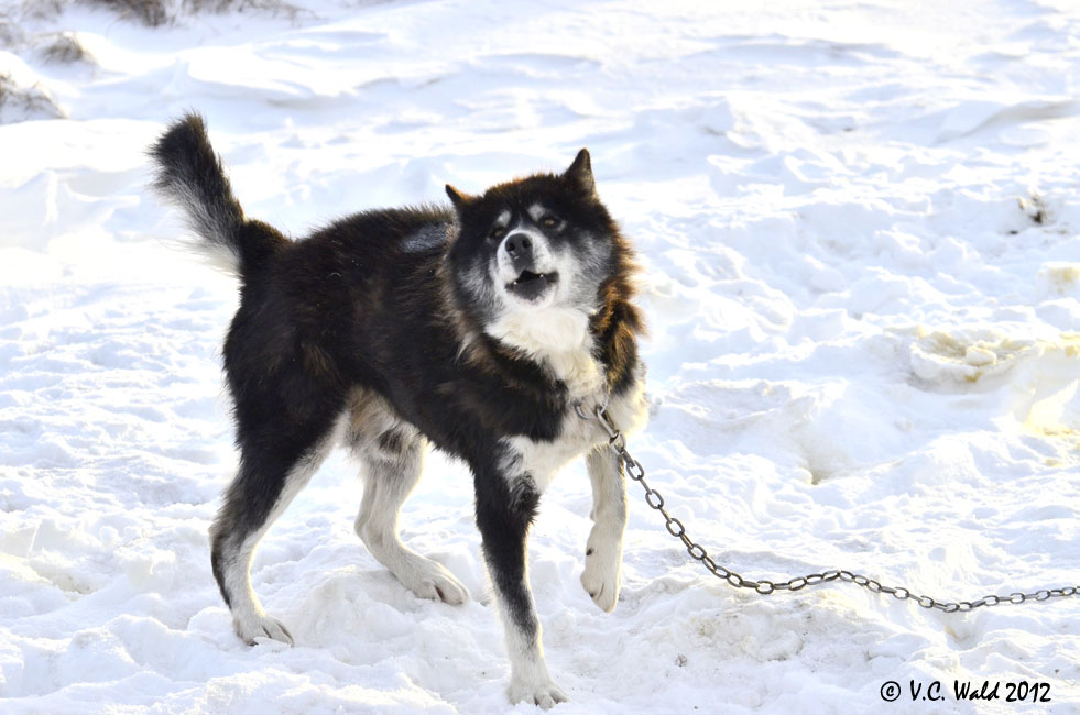 Канадская эскимосская собака - порода, описание, фото, содержание, особенности породы