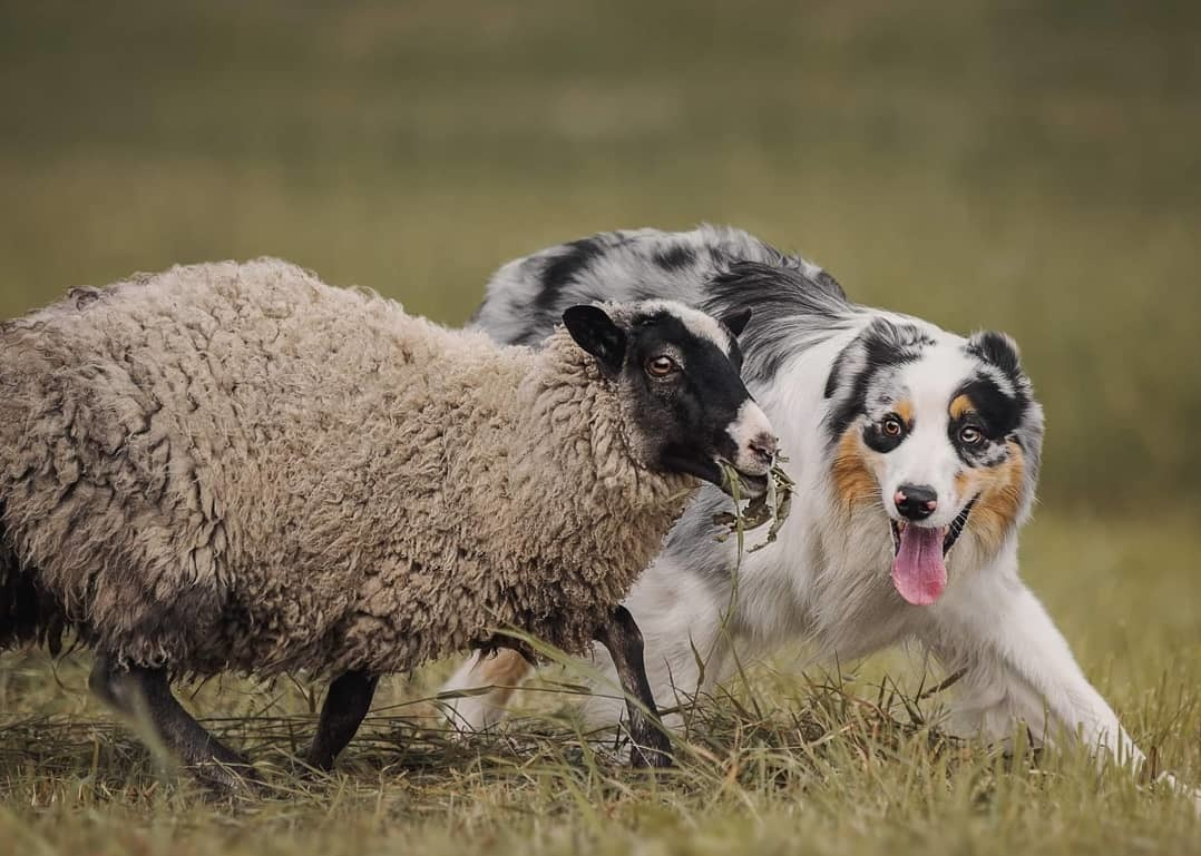 Пасу овечек. Австралийская пастушья овчарка. Шотландская пастушья бордер колли. Австралийская овчарка пастух. Бордер колли пастух.