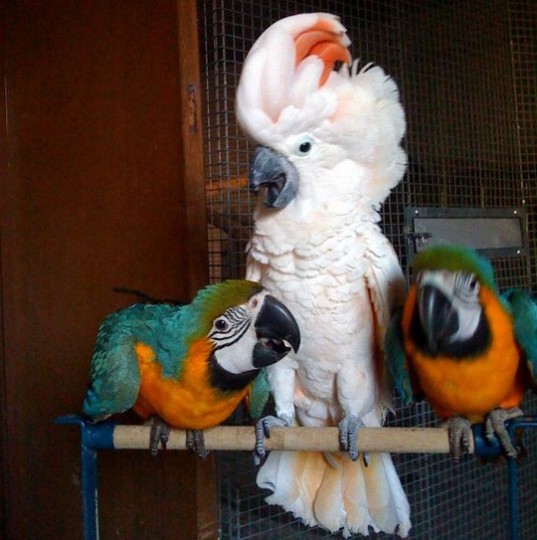 Сколько стоит попугай? цены на разные виды попугаев