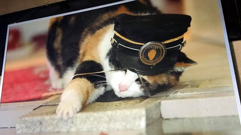 Как кошка-спасатель спасла железнодорожную станцию в японии