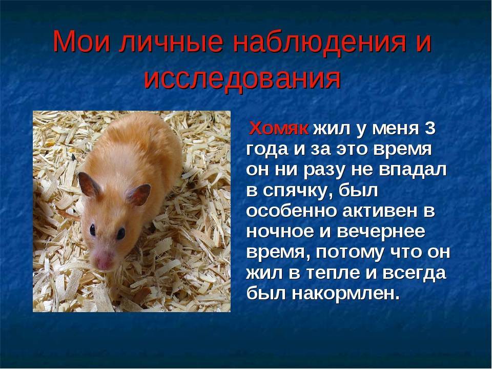Впадают ли в спячку хомяки: причины и следствия