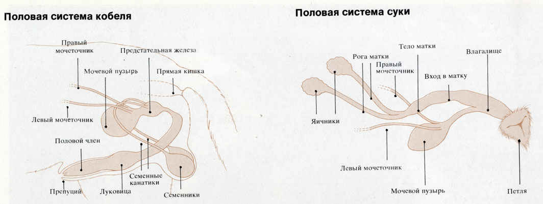 Анатомия мужских половых органов