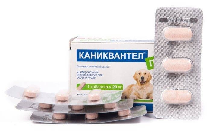 Чем лечить глисты у кошки: недорогие и действенные таблетки +фото и видео