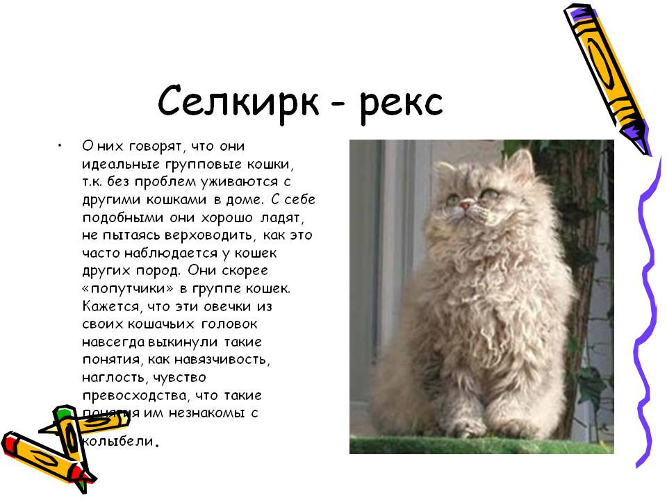 Происхождение кудрявых кошек: наиболее популярные породы и разновидности