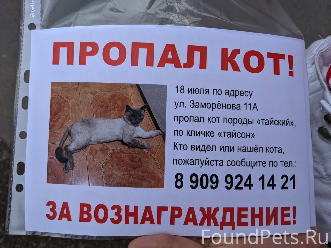 Переезд с кошкой – что делать, если питомец испугался нового места и спрятался, не хочет выходить из укрытия
