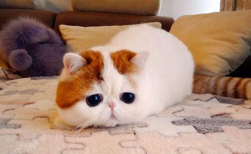 Самая милая порода кошек: сиамская, канадский сфинкс