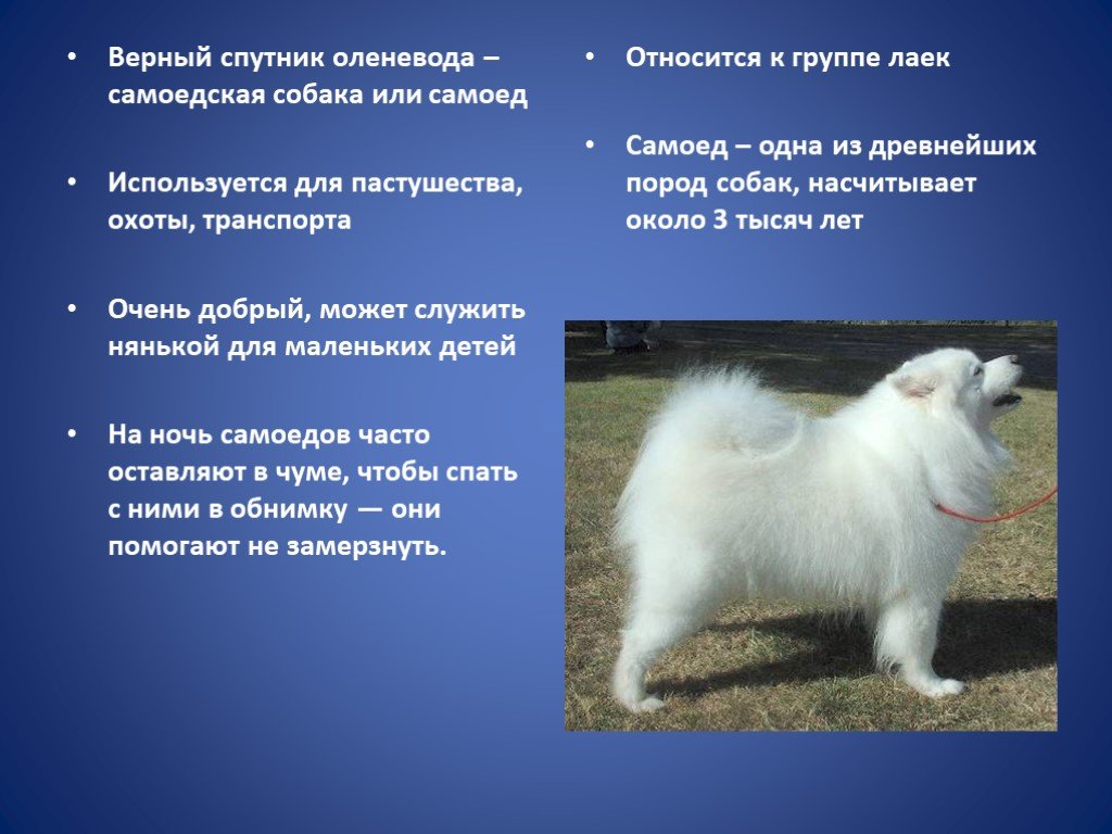 Происхождение названия самоедской собаки: интересные факты и история