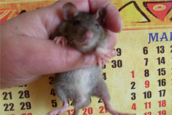 Определение возраста домашней крысы: все что нужно знать