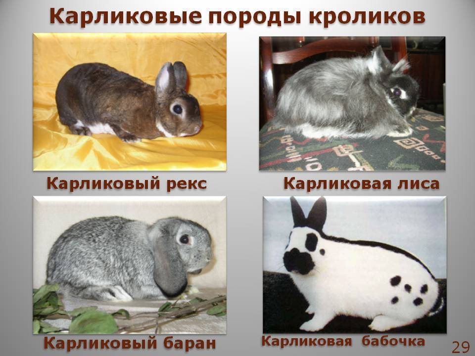 Породы кроликов: названия и фото (каталог)