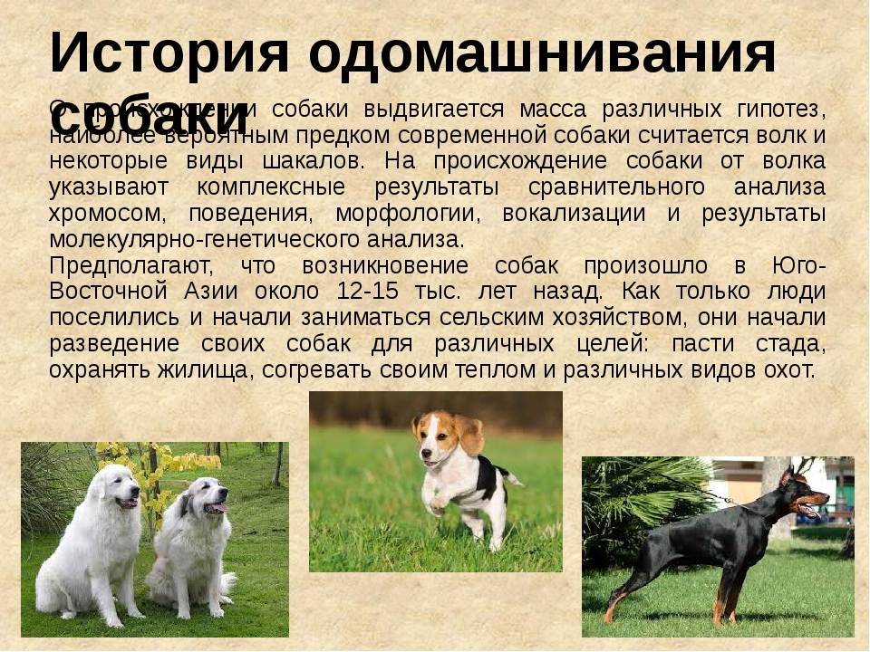 Как познакомить собаку с собакой: с чего начать, взрослую со щенком, двух взрослых друг с другом