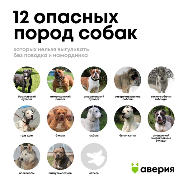 Список опасных пород собак в россии 2019 — о чем говорит федеральный закон с новыми поправками