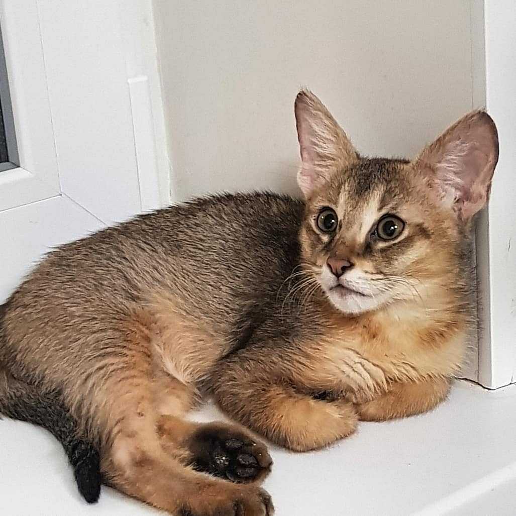 Чаузи: кошки и коты