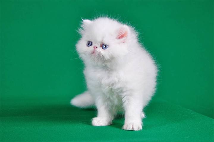 Породы белых кошек