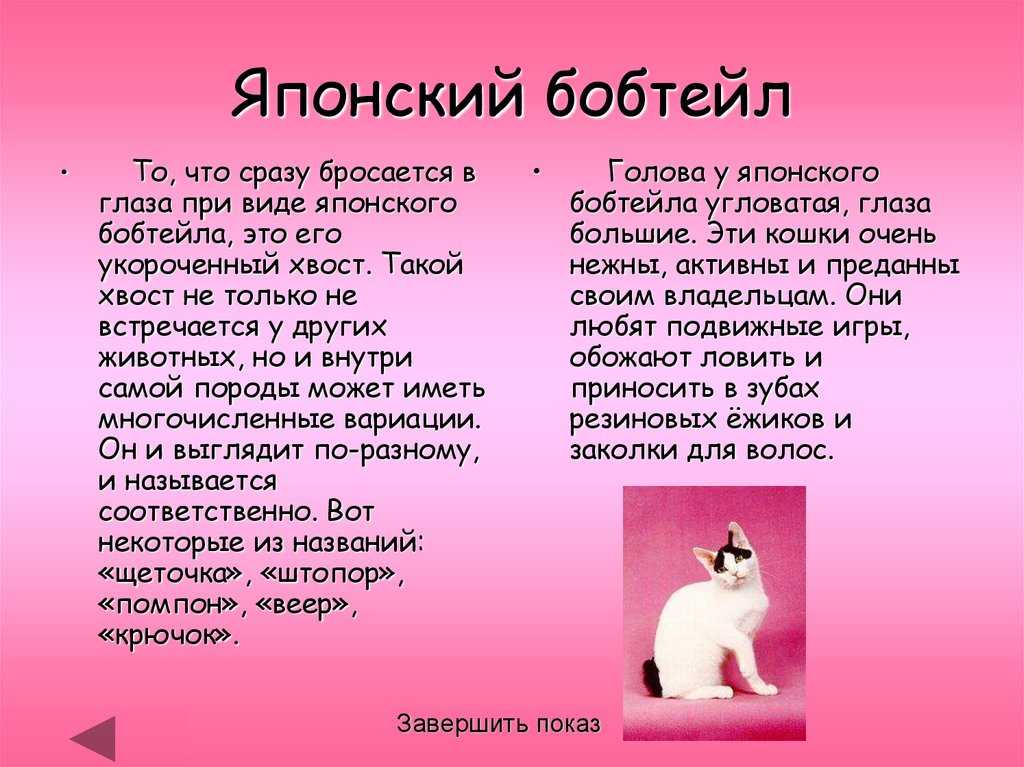 Японский бобтейл кошка: фото, описание породы, отзывы