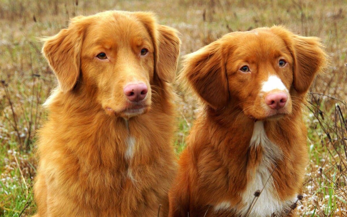 Порода собак новошотландский ретривер и ее характеристики с фото