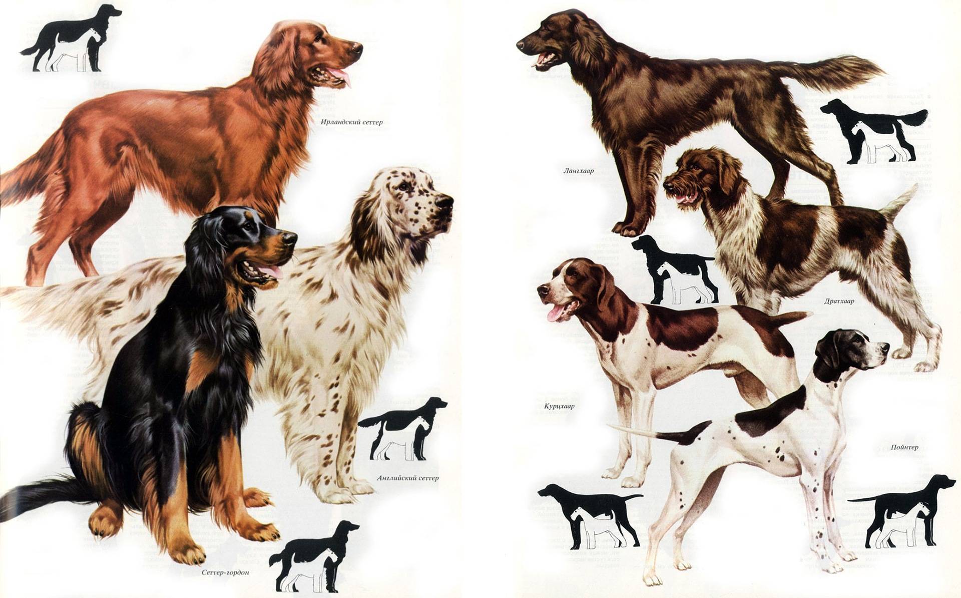 Породы охотничьих собак с фотографиями и названиями средних размеров