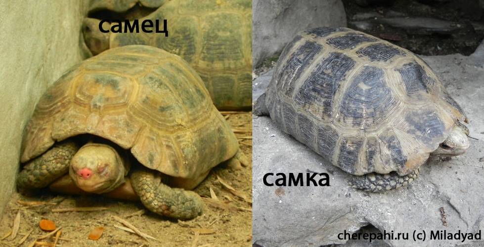 Как отличить черепаху мальчика. Среднеазиатская черепаха пол. Самка сухопутной черепахи. Среднеазиатская черепаха самец. Самец и самка среднеазиатской черепахи.