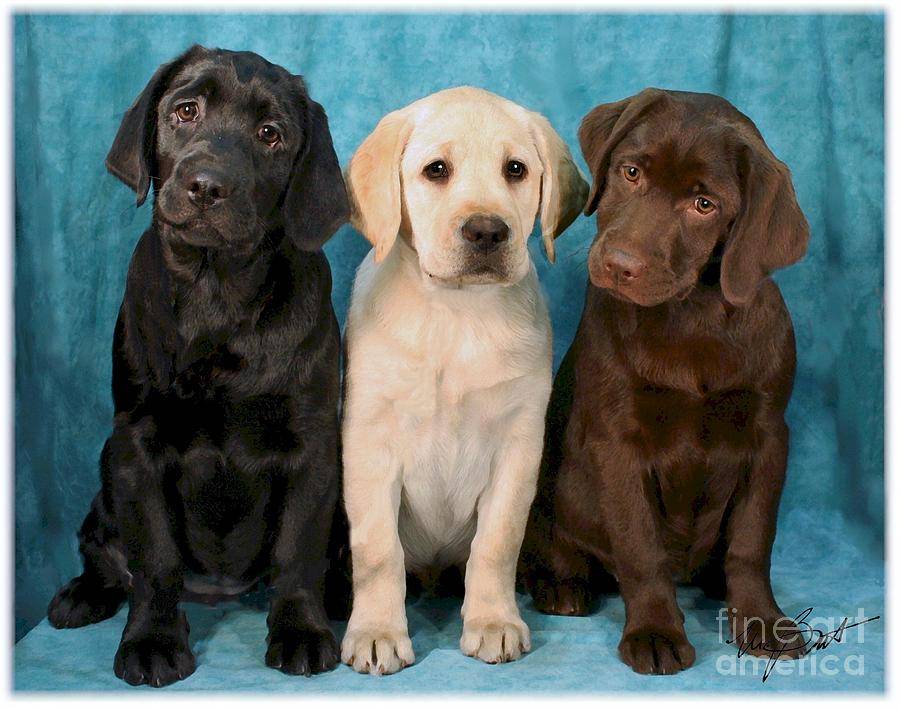 Лабрадор ретривер - фото, окрасы: черный, шоколадный, палевый, особенности породы, щенки