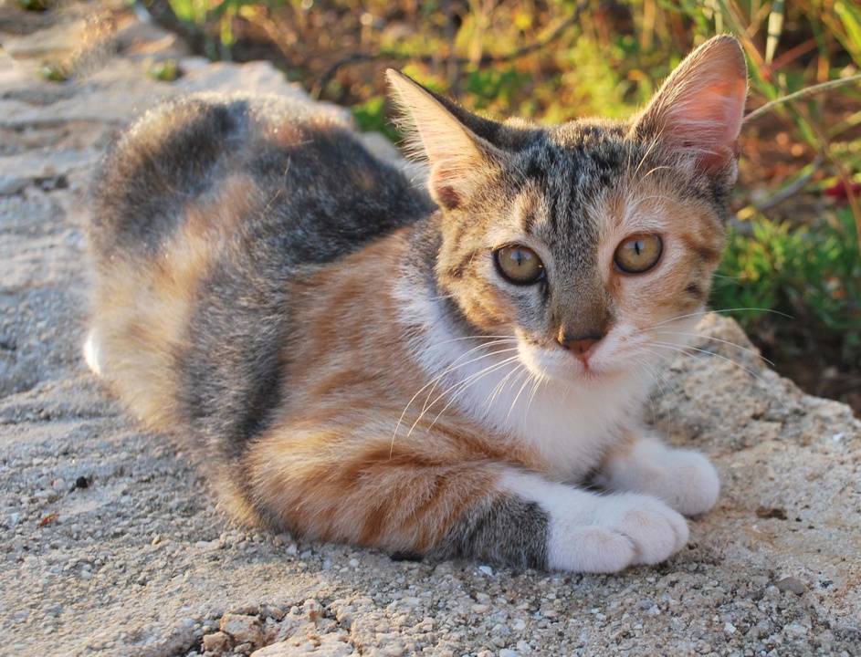 Эгейская кошка