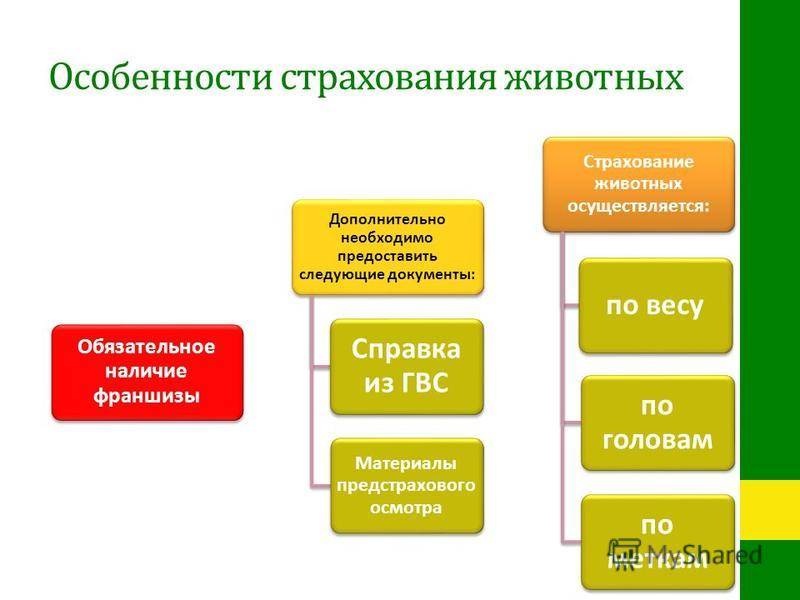 Особенности страхования домашних животных. реферат. банковское дело. 2013-02-25