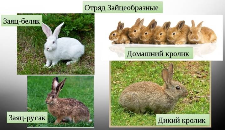 Чем отличается кролик от зайца: какая разница и отличия