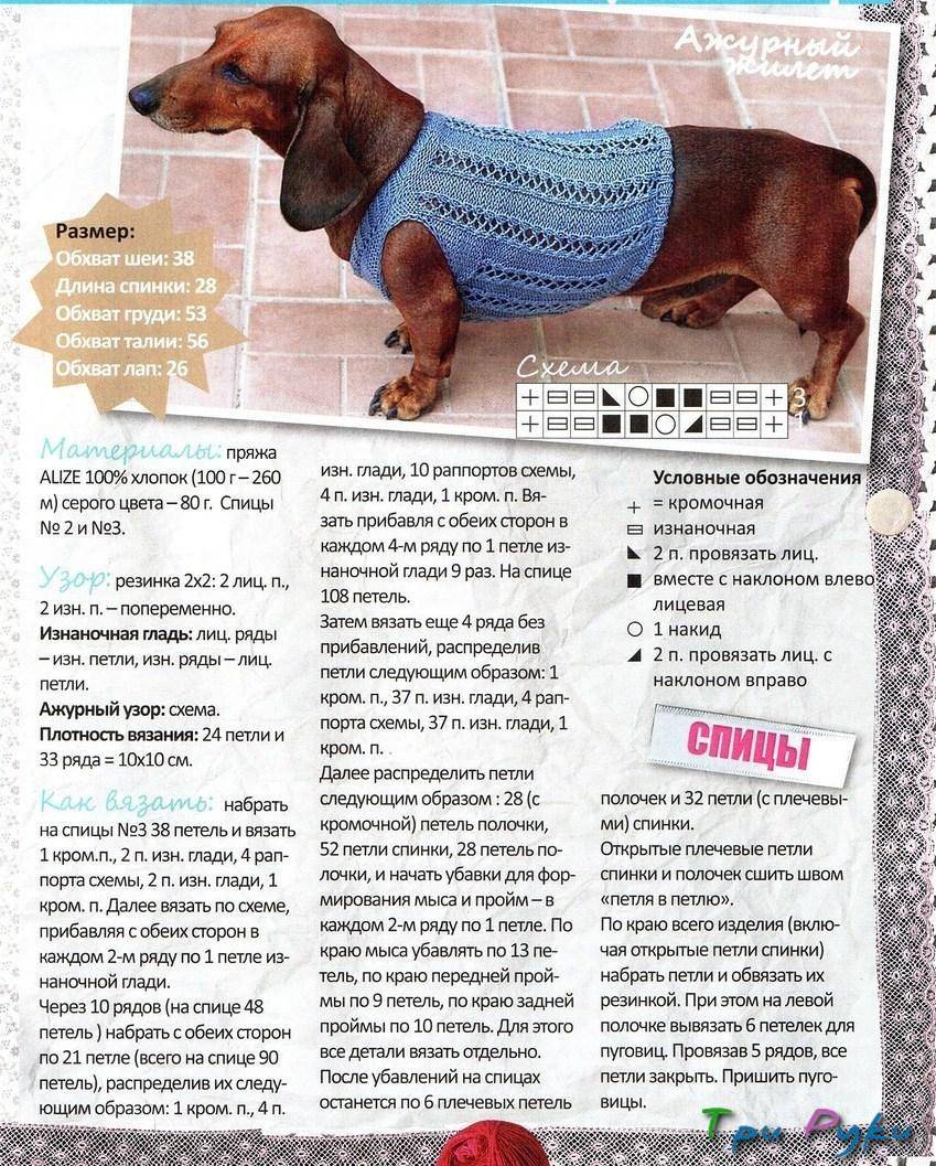 Онлайн: вяжем собакам спицами теплый свитер