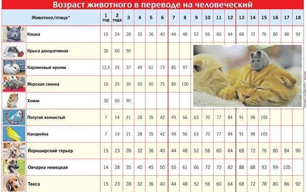 Как самостоятельно определить возраст хомяка
