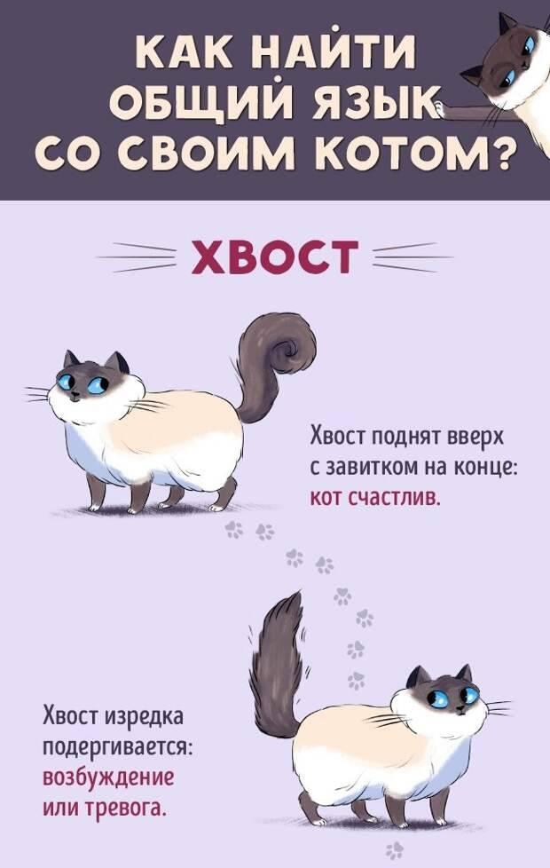 Как подружить в одной квартире кота и кошку: полезные советы