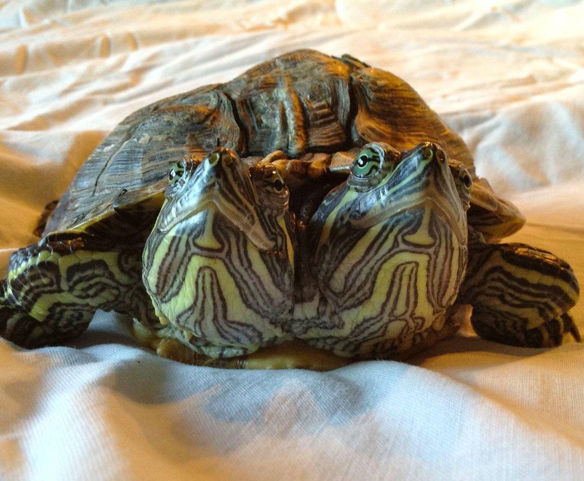 оргазм у черепах сколько длится фото 56